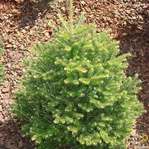 Пихта Корейская