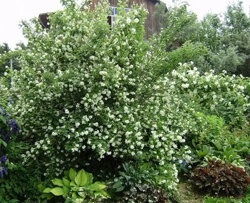 Чубушник гибридный Букет Бланк