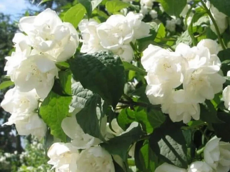 Чубушника гибридный  Розаце (жасмин)