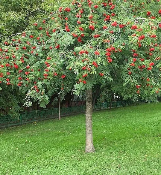 Рябина Повислая Пендула