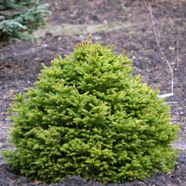 Ель обыкновенная Бари