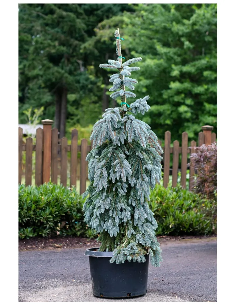 Ель Глаука пендула