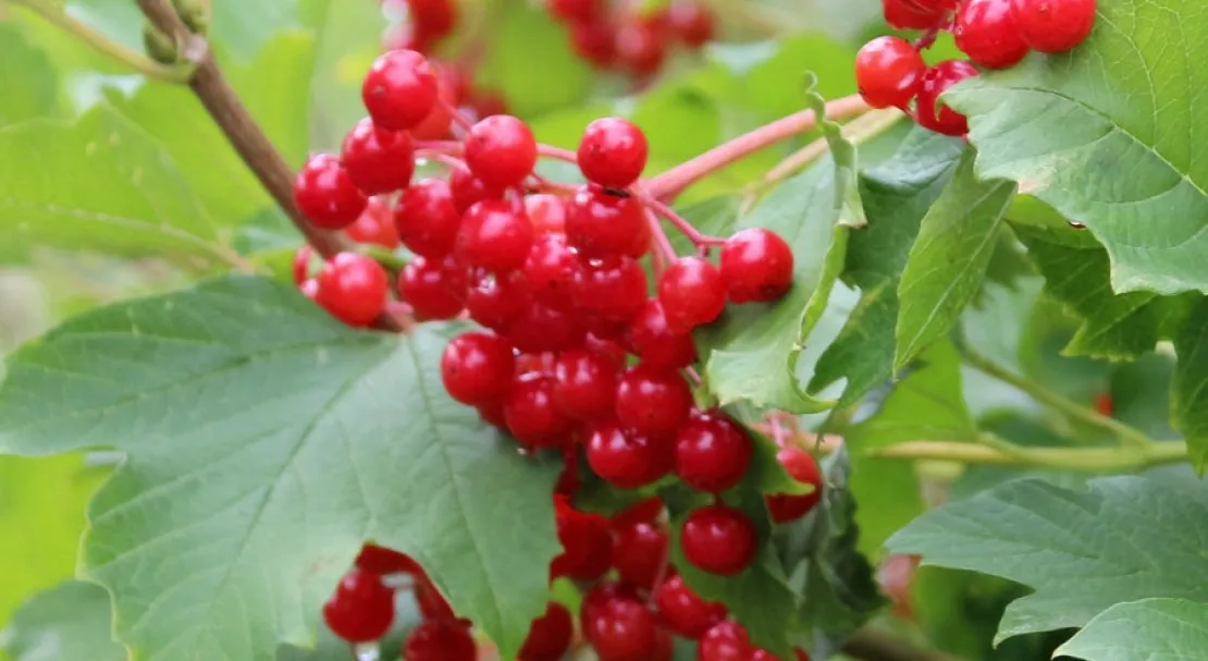 Калина обыкновенная Компактум