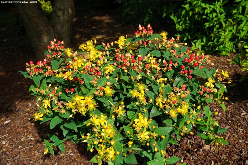 Зверобой кустарниковый Отумн Блейз