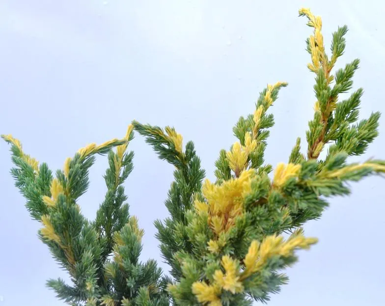 Можжевельник чешуйчатый Голд Флэйм