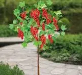 Смородина красная на штамбе 