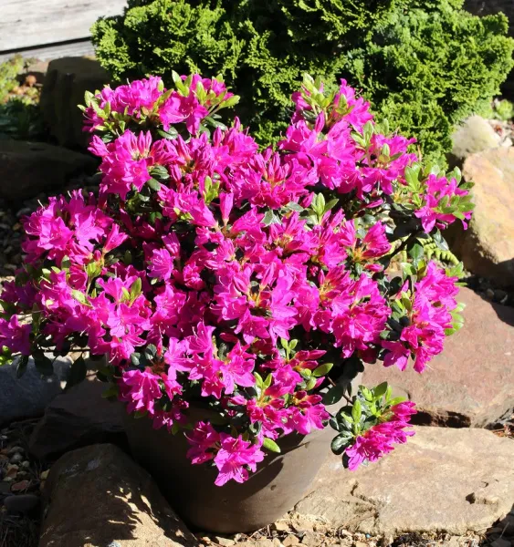 Рододендрон Пурпуртраум