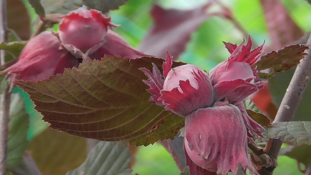 Лещина обыкновенная Сирена