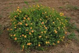 Лапчатка Танжерин