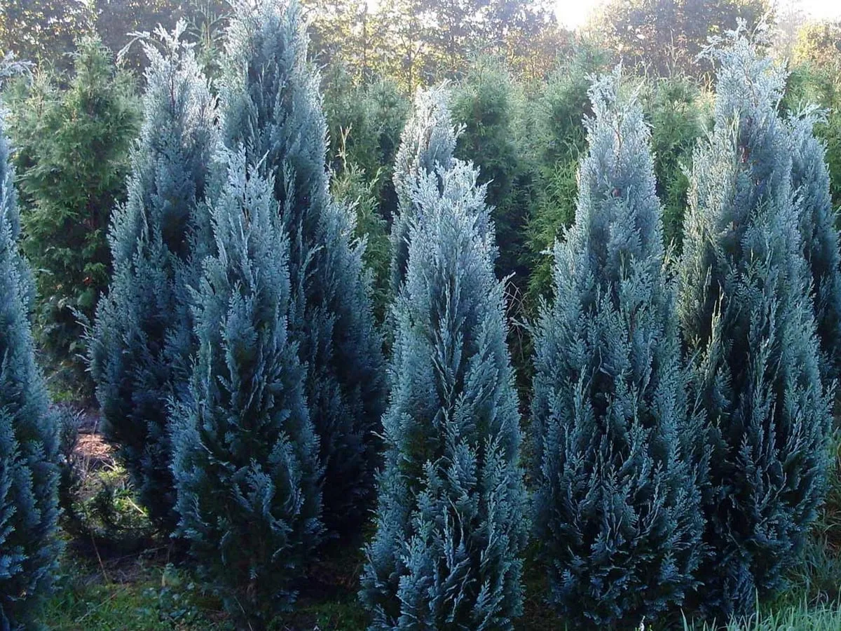 Кипарисовик Лавсона Дартс Блю Риббон