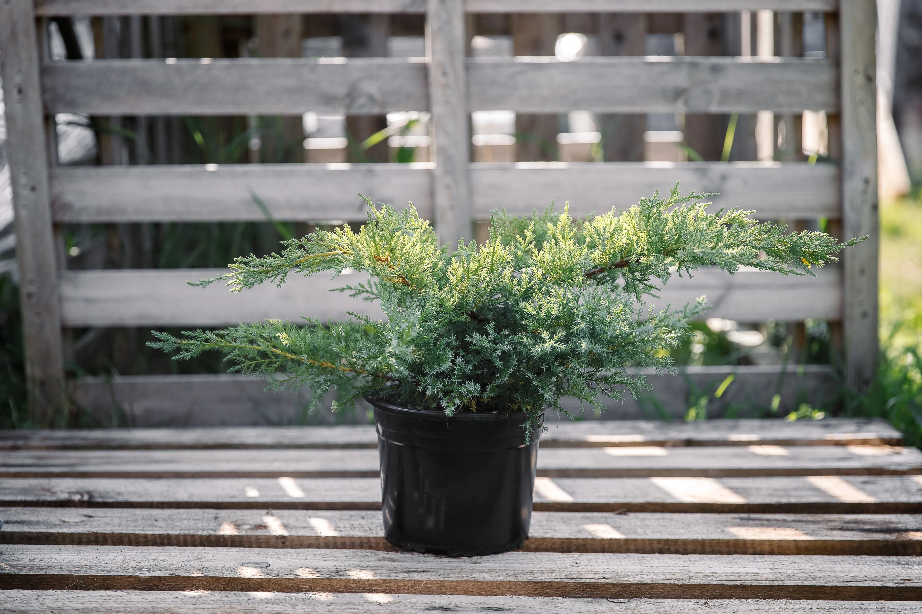 Можжевельник Пфитцера (Вильгельм Пфитцер)