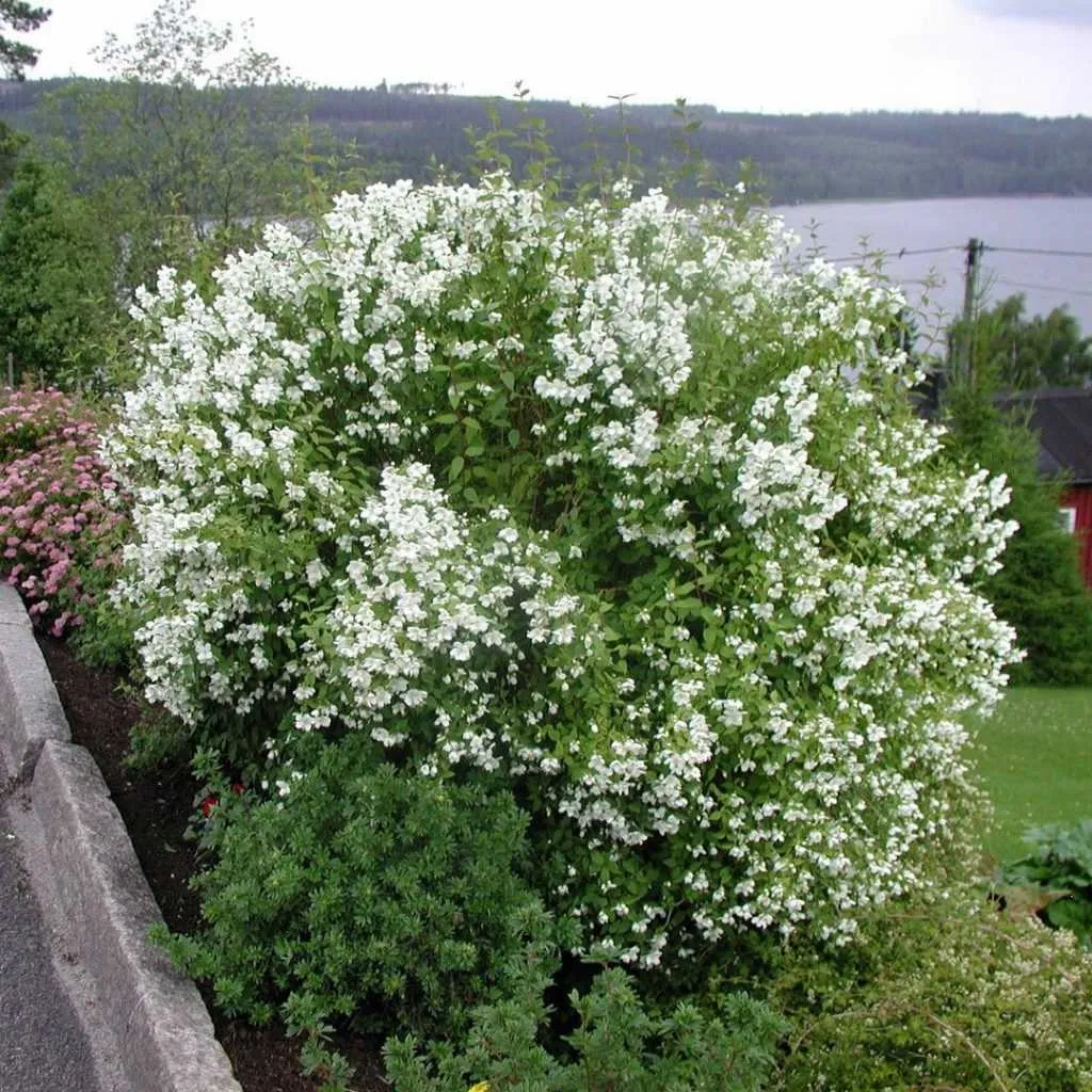 Чубушник Монт Бланк