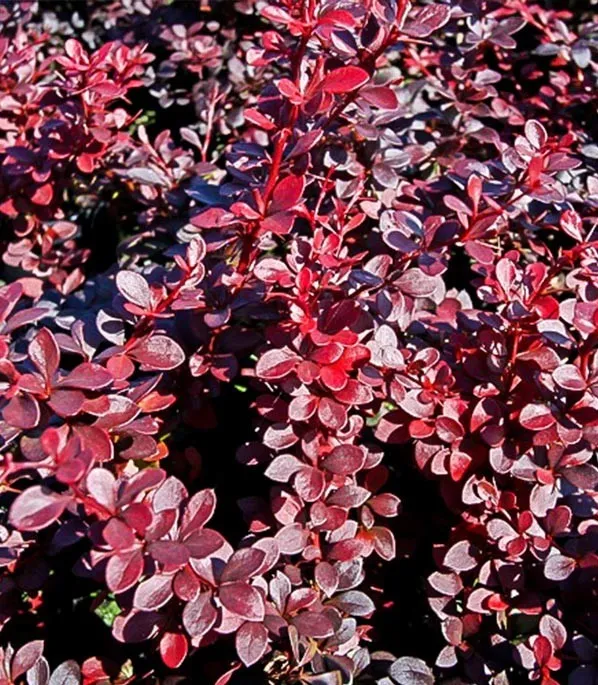 Барбарис Дартс Рэд Леди