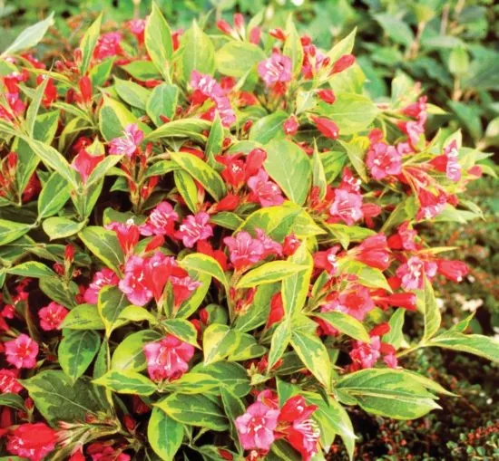 Вейгела цветущая Сани принцесс
