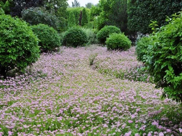 Спирея японская Литтл Принцесс 