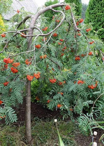 Рябина Повислая Пендула