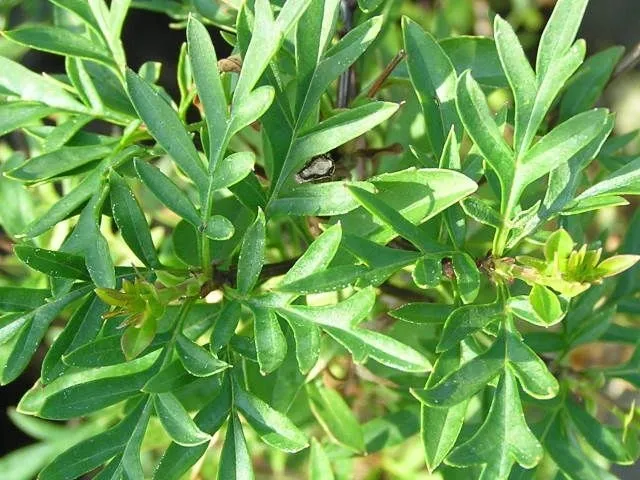 Сирень афганская Хорт