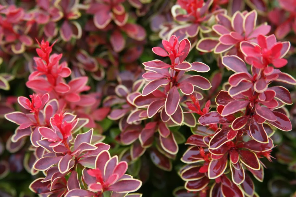 Барбарис Тунберга Чикита