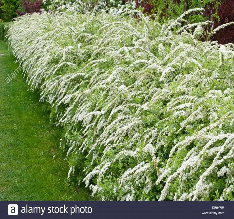 Спирея серая  Грефшейм 