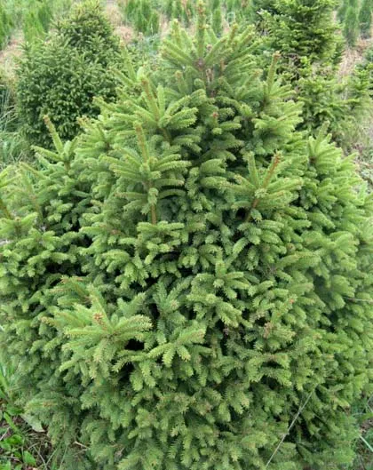 Ель обыкновенная Бари