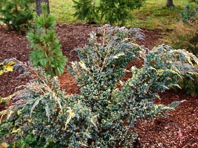 Можжевельник чешуйчатый Голд Флэйм