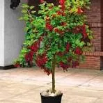 Смородина красная на штамбе 