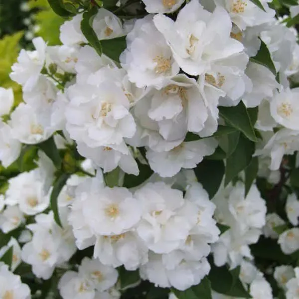 Чубушник Монт Бланк