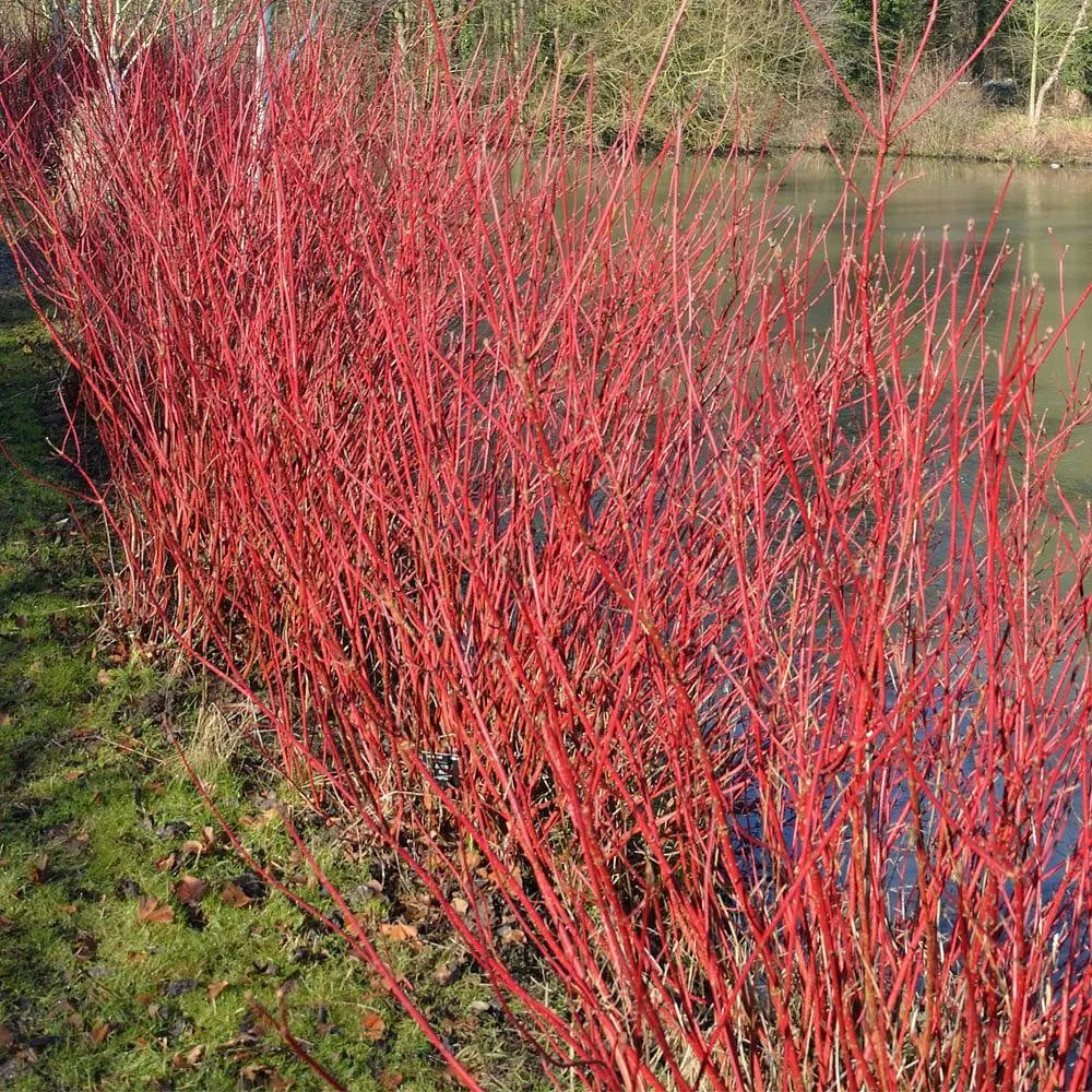 Дерен белый Ауреа