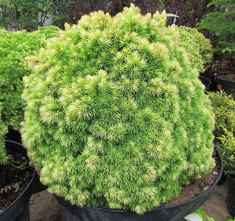 Ель сизая Дендрофарма голд