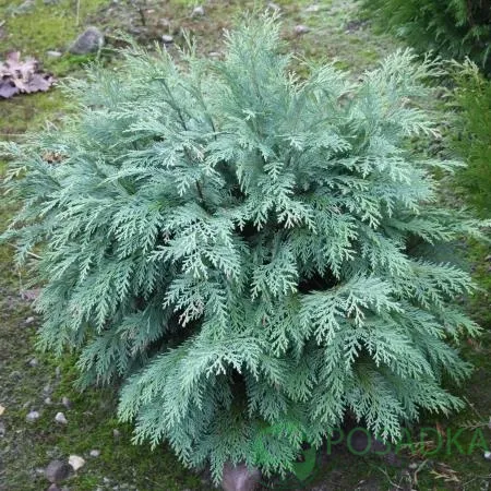 Кипарисовик Глобус