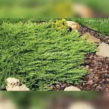 Можжевельник горизонтальный Принц Уэльский