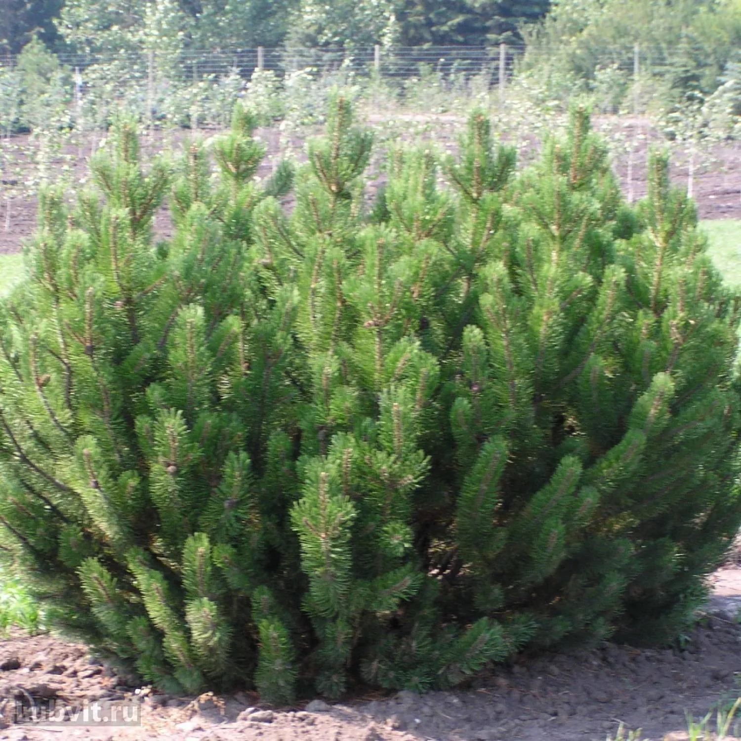 Сосна   горная Мугус