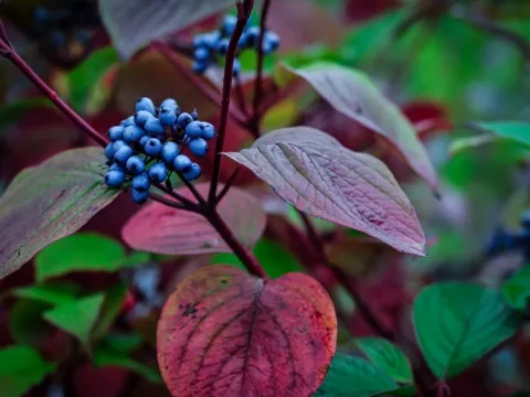 Дерен белый Сайбериан  Перлс