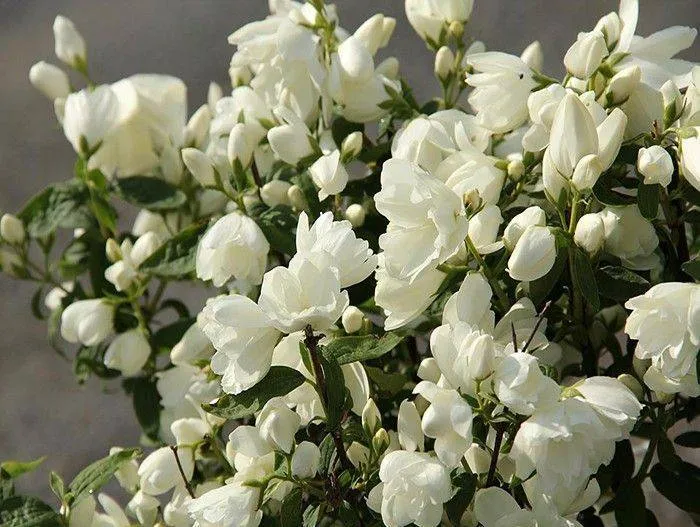 Чубушник Сноубель (жасмин)