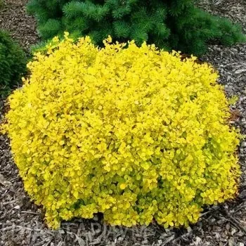 Барбарис   Тунберга Голдалита