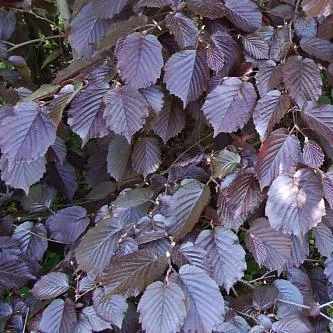 Лещина обыкновенная Сирена