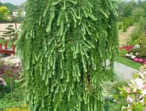 Лиственница пендула на штамбе