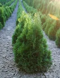 Туя Западная Микки