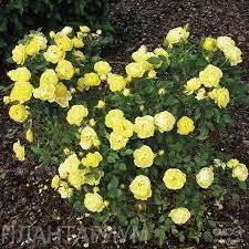 Роза миниатюрная Йелоу