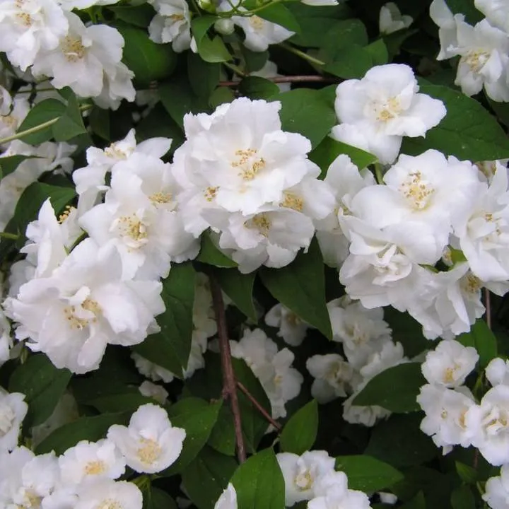 Чубушник гибридный Букет Бланк