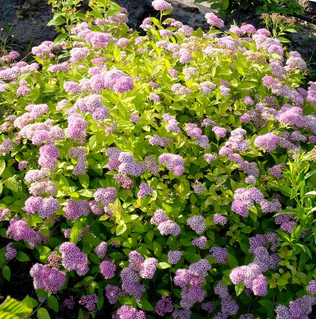 Спирея Голден Принцесс