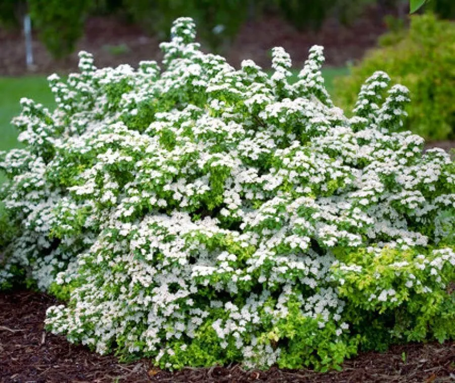Спирея ниппонская Халвардс Силвер