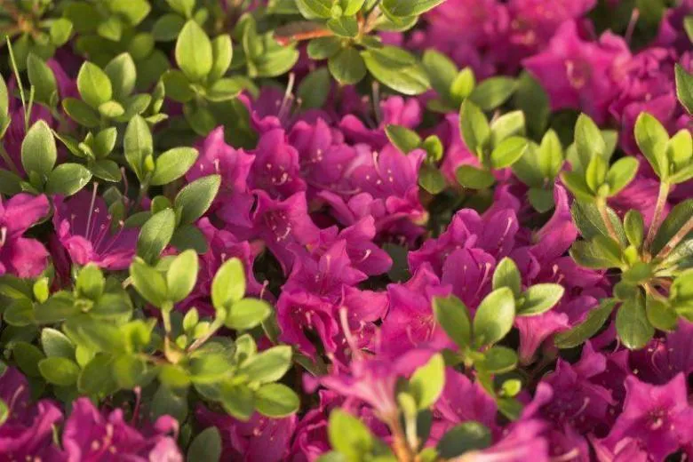 Рододендрон Пурпуртраум