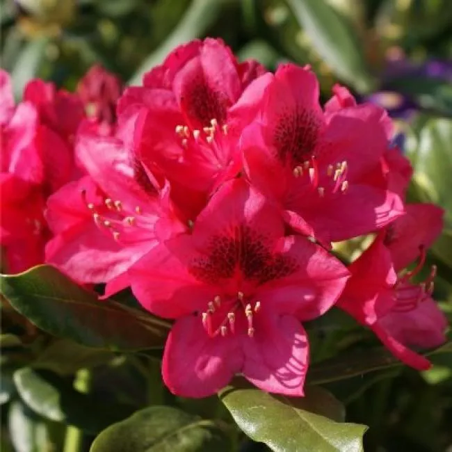 Рододендрон Нова Зембла