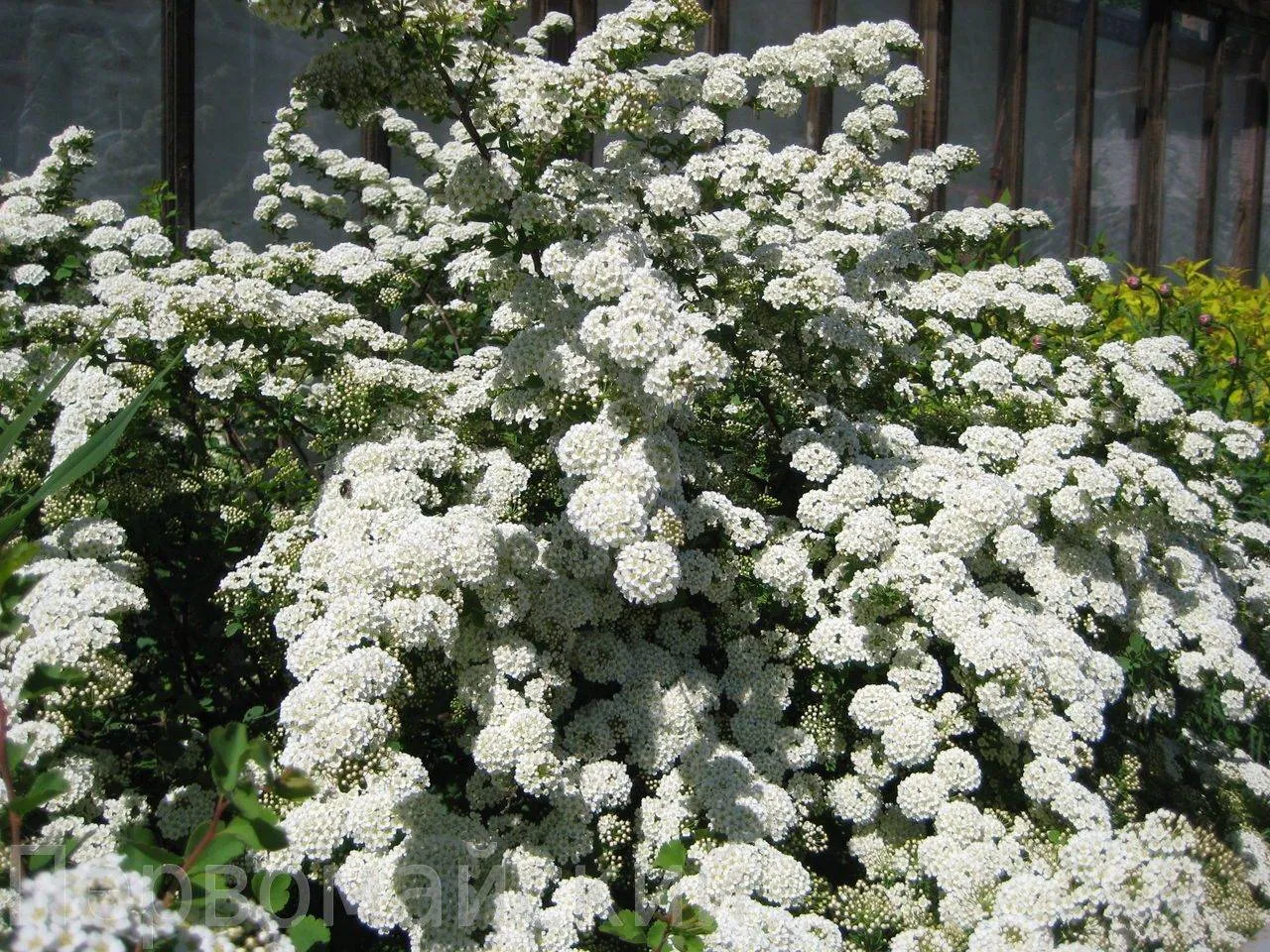 Спирея ниппонская Халвардс Силвер