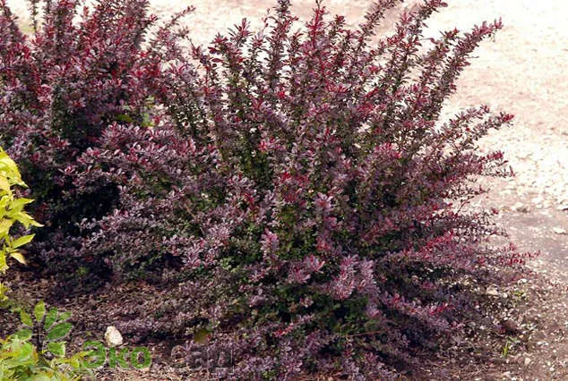 Барбарис  тунберга Рэд Чиф