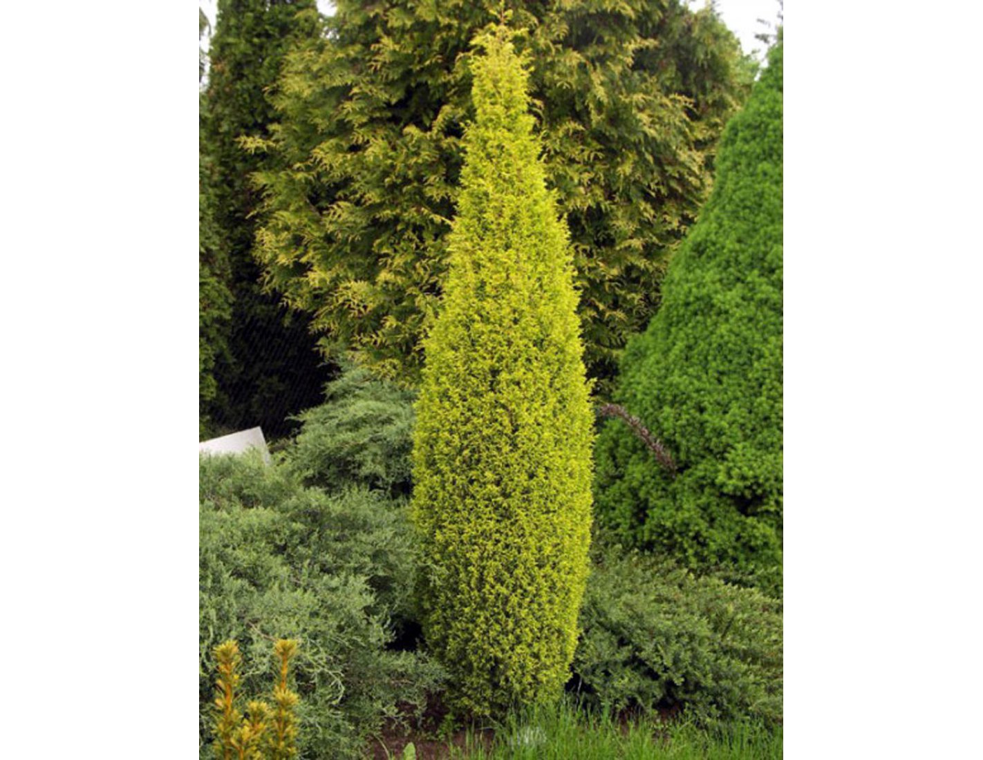 Можжевельник обыкновенный “Суецика Ауреа” (Suecica Aurea)