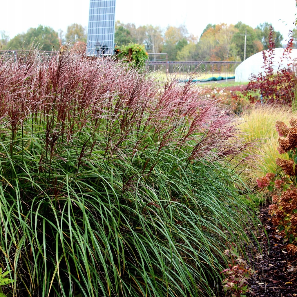 МИСКАНТУС КРАТЕР