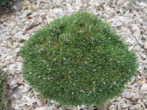 Сосна горная Грюн Кугель