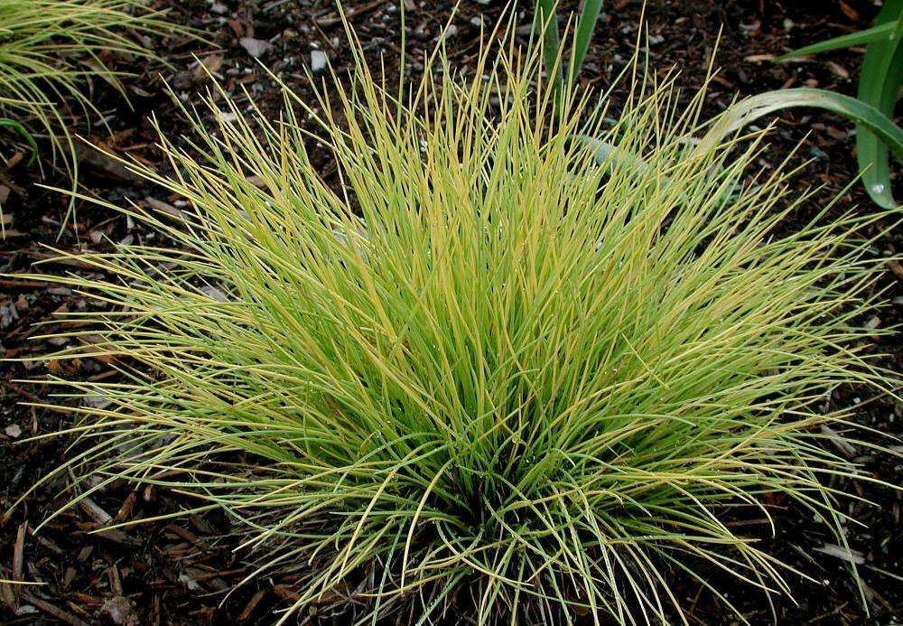 Овсянница обыкновенная Ауреа